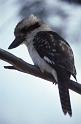 RWT 0075 080-38 Australia Kookaburra